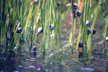 Down East Escargot - The Marsh Periwinkle